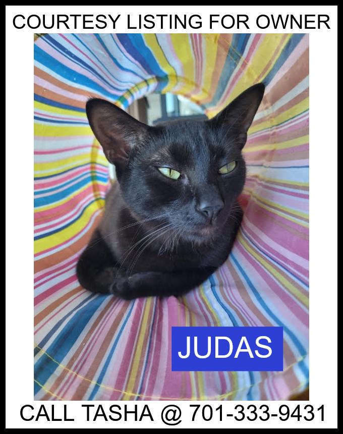 Enlarge Judas - COURTESY LISTING, a ADOPTABLE Domestic Short Hair in Valley City, ND image 1/1