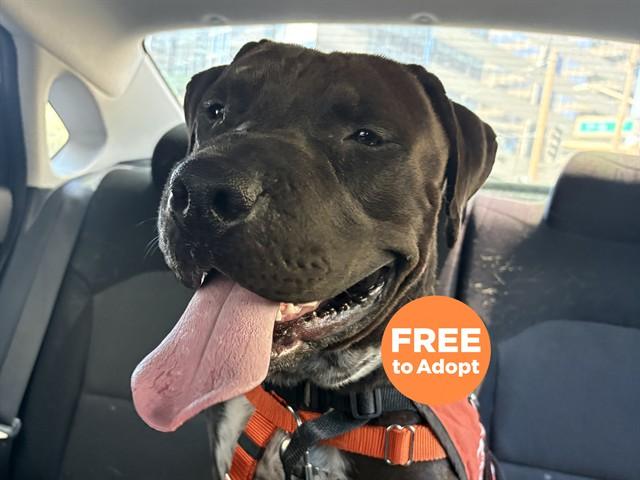 RICHTER, Adoptable, Young Male American Bulldog & Staffordshire Bull Terrier.