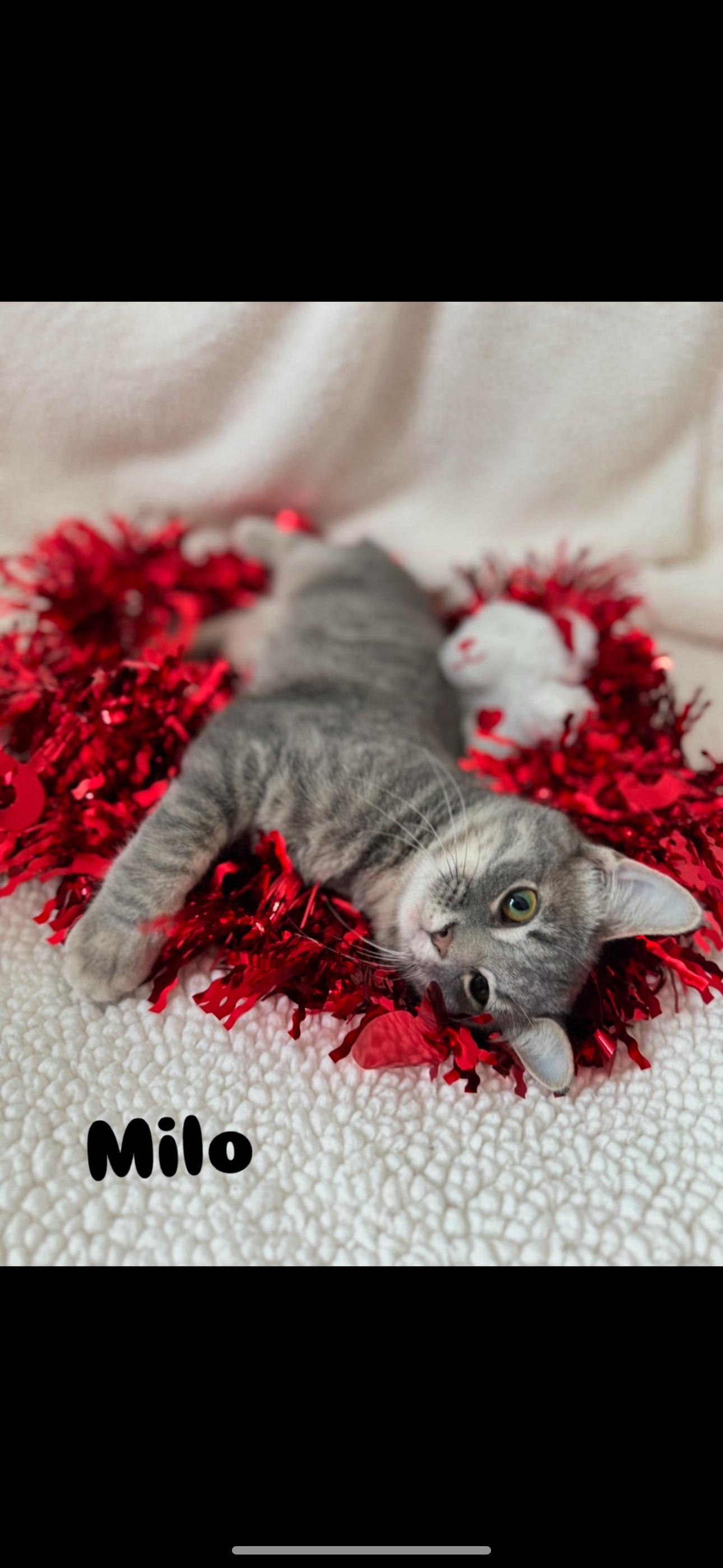 Enlarge Milo, a Adoptable Domestic Short Hair in Niles, MI image 1/1