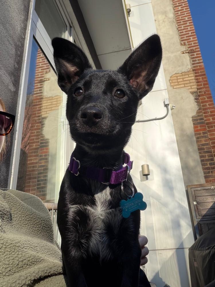 Dawn, Adoptable, Puppy Female Cattle Dog & Terrier.