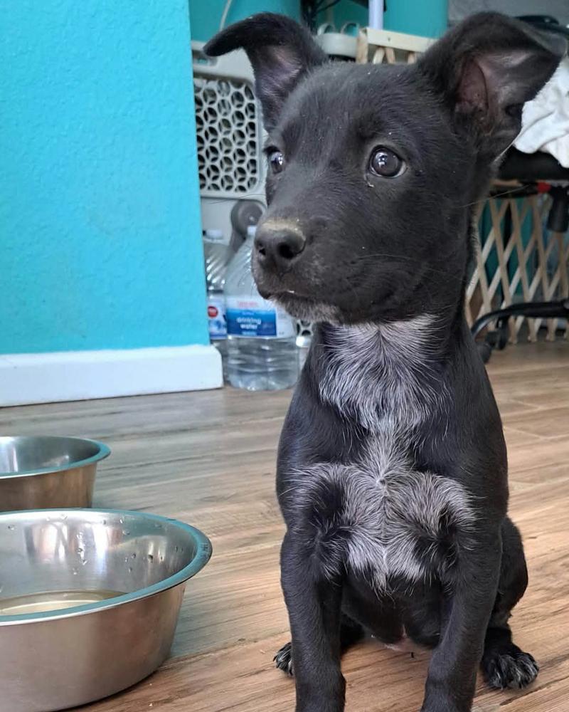 Enlarge Dawn, a Adoptable mixed breed in New York, NY image 2/6