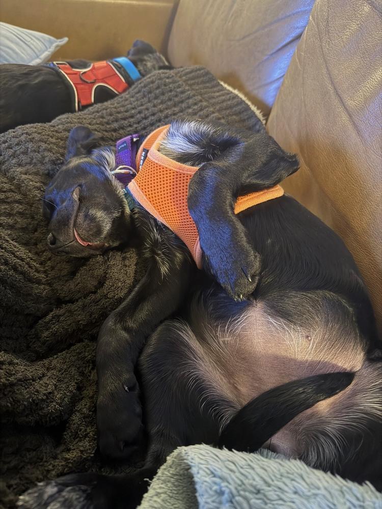 Enlarge Dawn, a Adoptable mixed breed in New York, NY image 3/6