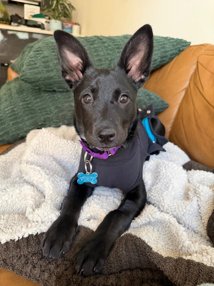 Enlarge Dawn, a Adoptable mixed breed in New York, NY image 4/6