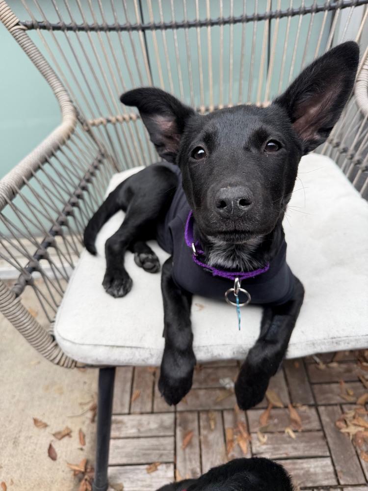 Enlarge Dawn, a Adoptable mixed breed in New York, NY image 5/6