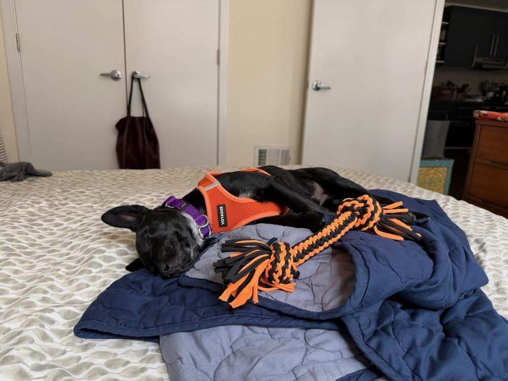 Enlarge Dawn, a Adoptable mixed breed in New York, NY image 6/6