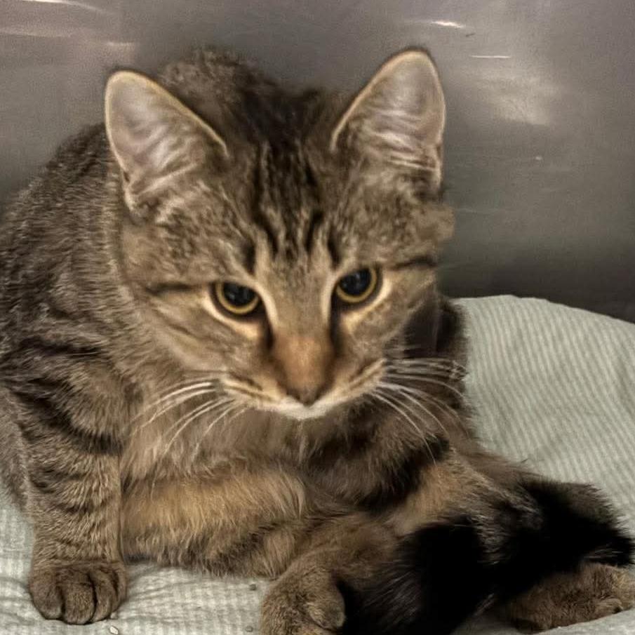 Enlarge Hunter, a Adoptable mixed breed in Toms Brook, VA image 1/1