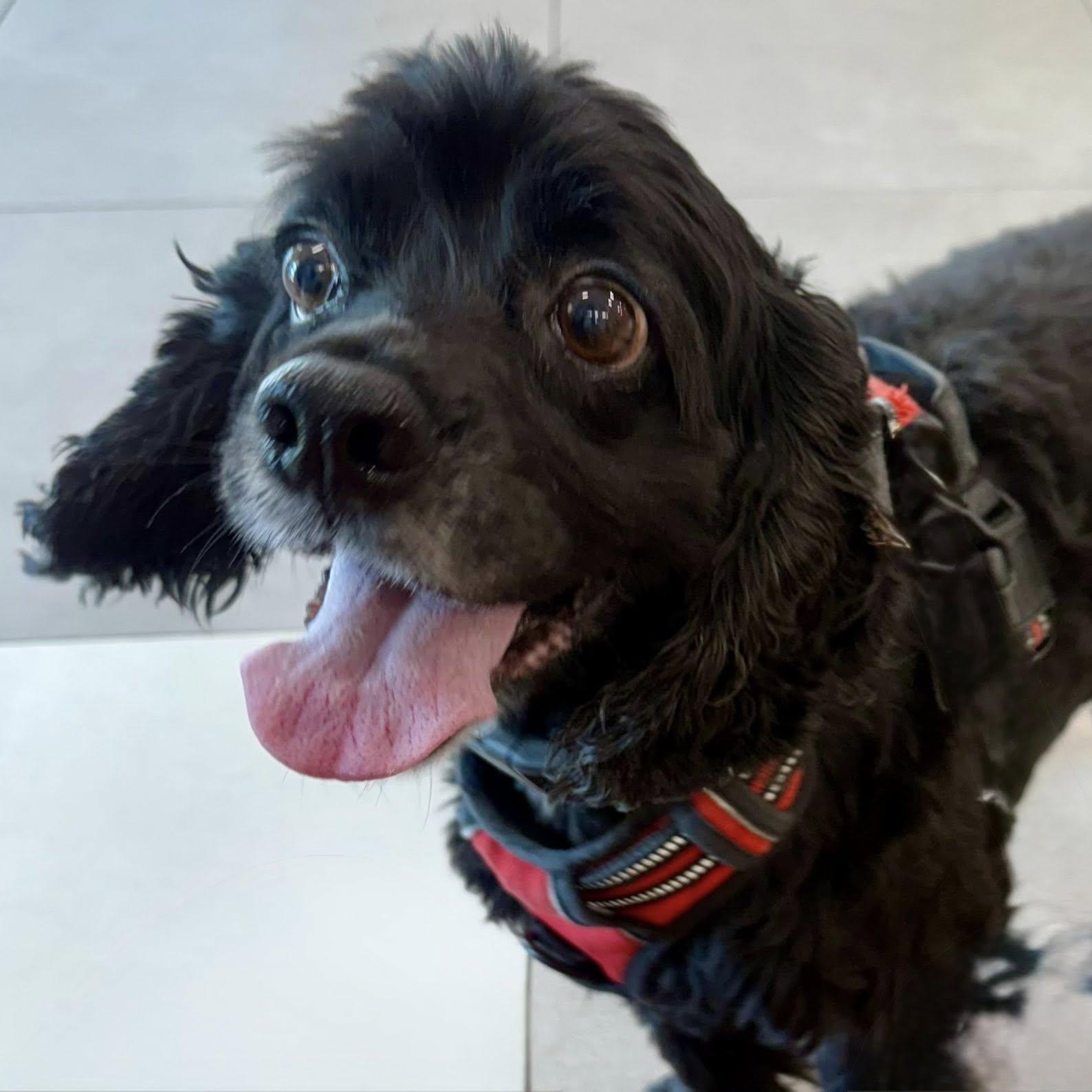 Mykah, a Adoptable Cocker Spaniel in Cape Coral, FL image 1/4