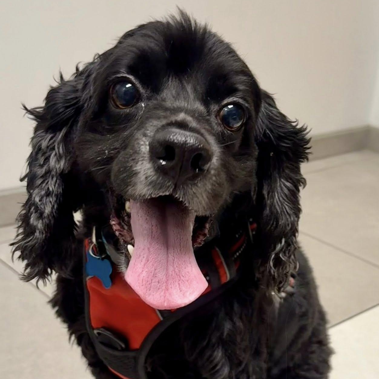 Mykah, a Adoptable Cocker Spaniel in Cape Coral, FL image 2/4