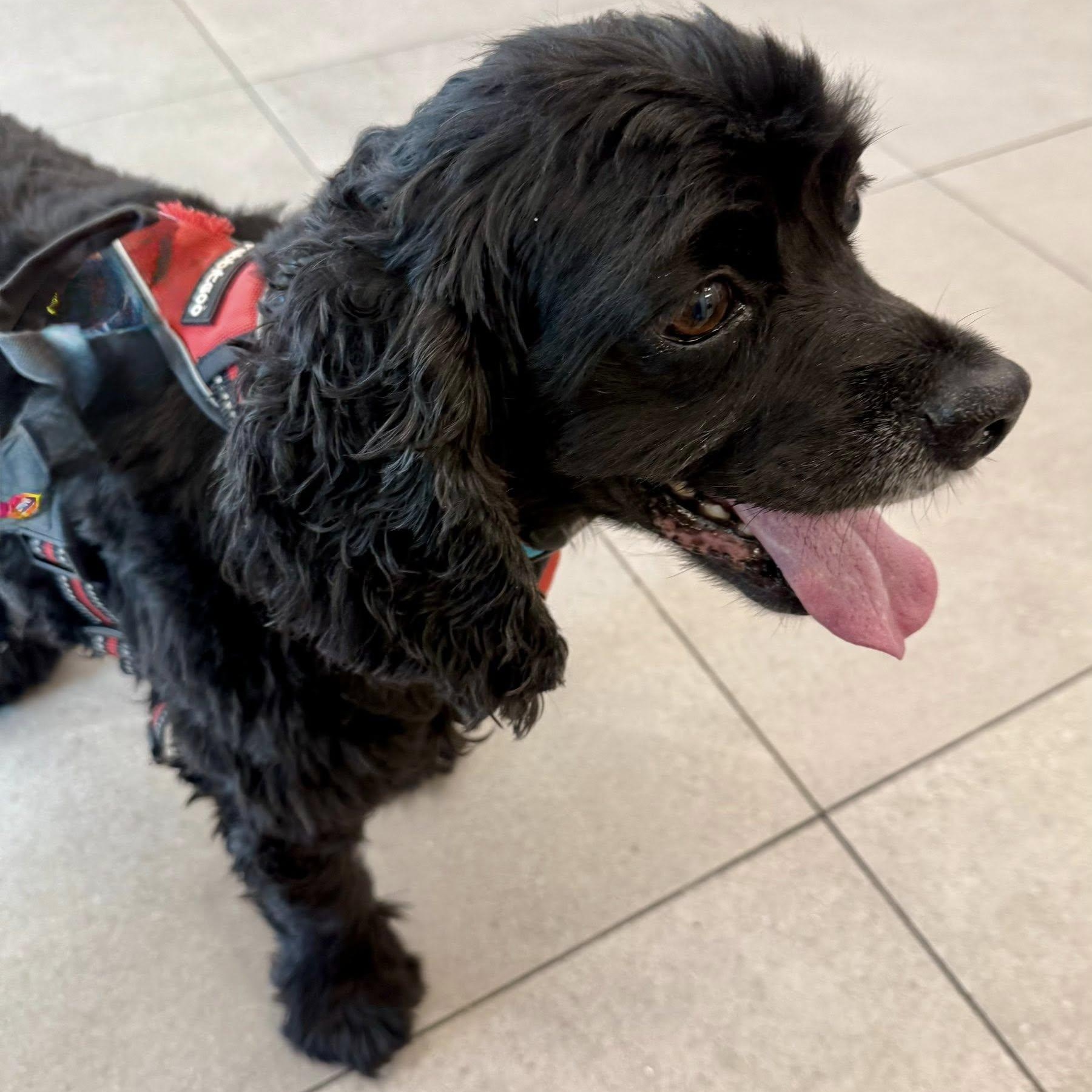 Mykah, a Adoptable Cocker Spaniel in Cape Coral, FL image 3/4