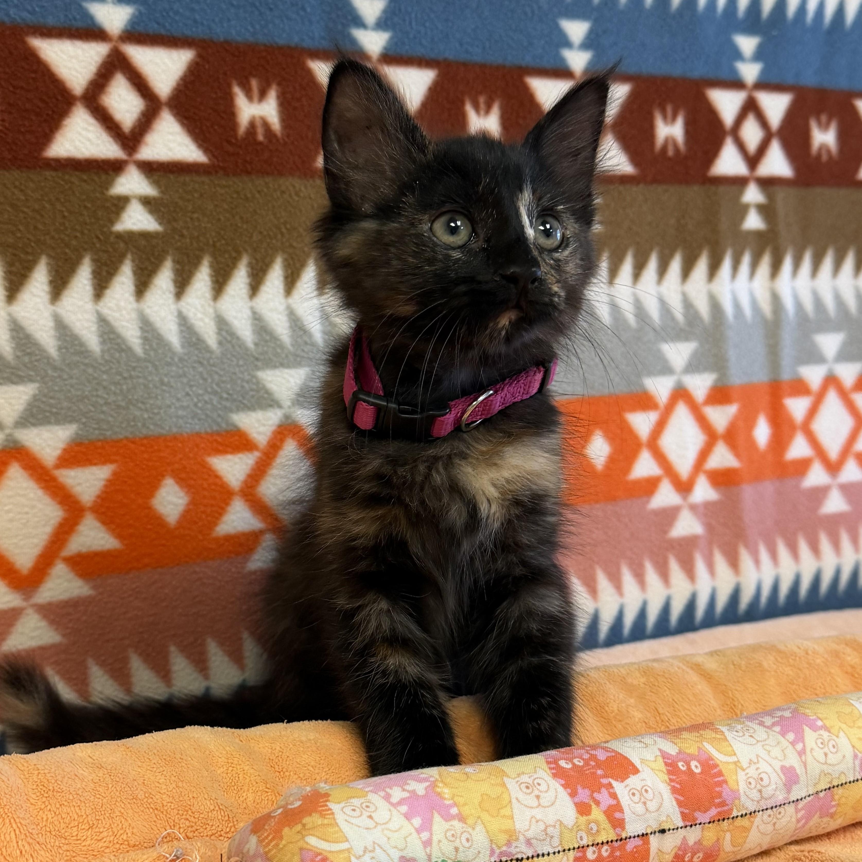Enlarge Rahni, a Adopted mixed breed in ALPINE, TX image 4/6