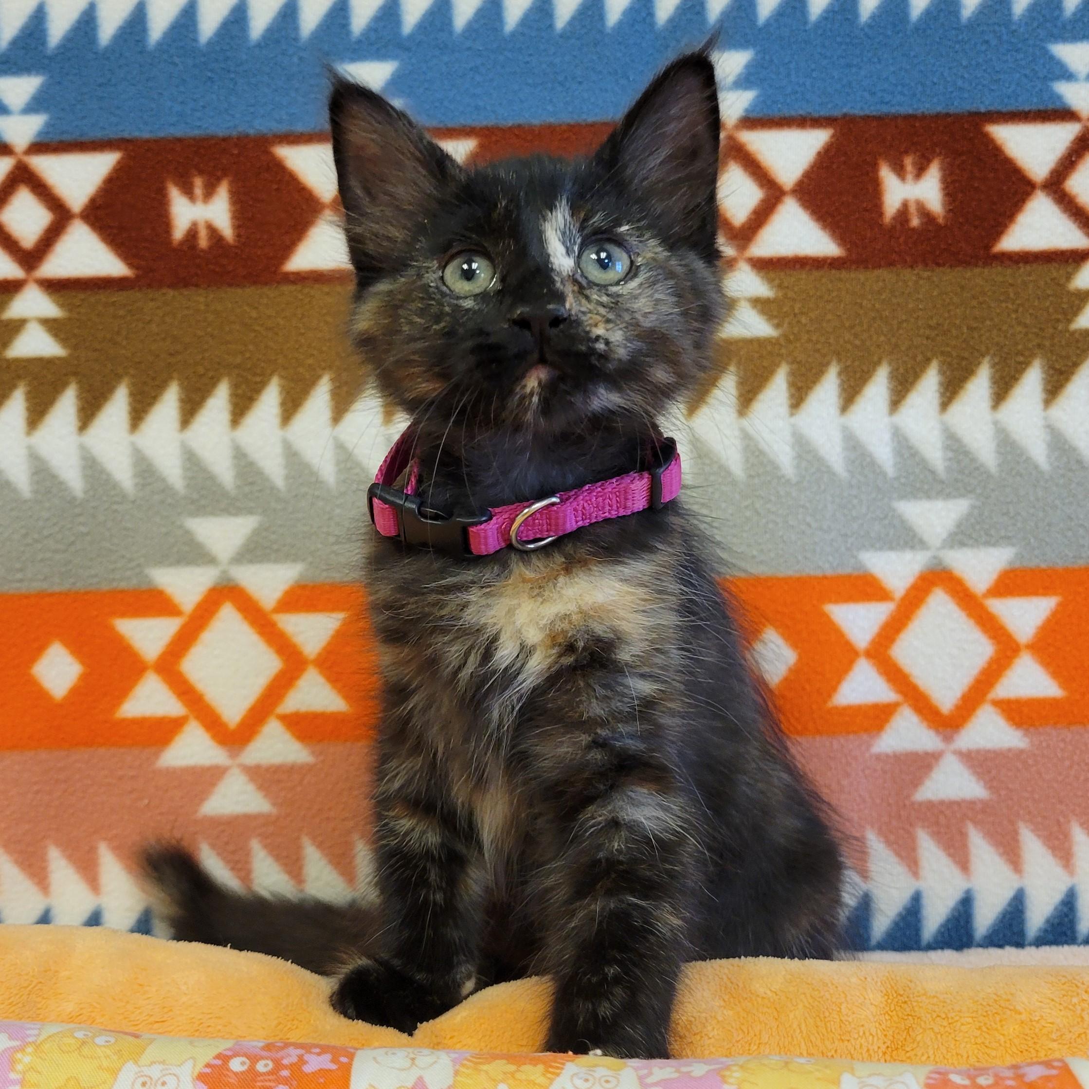 Enlarge Rahni, a Adopted mixed breed in ALPINE, TX image 2/6