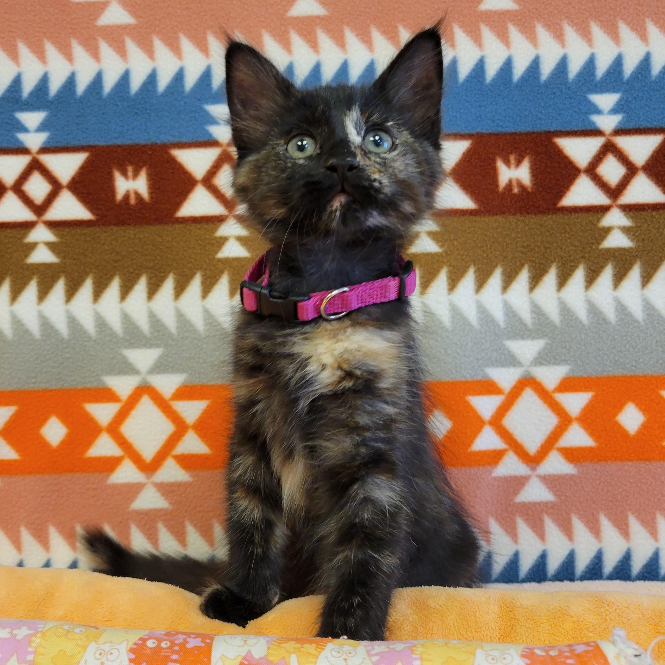 Rahni, Adopted, Young Female Domestic Medium Hair.
