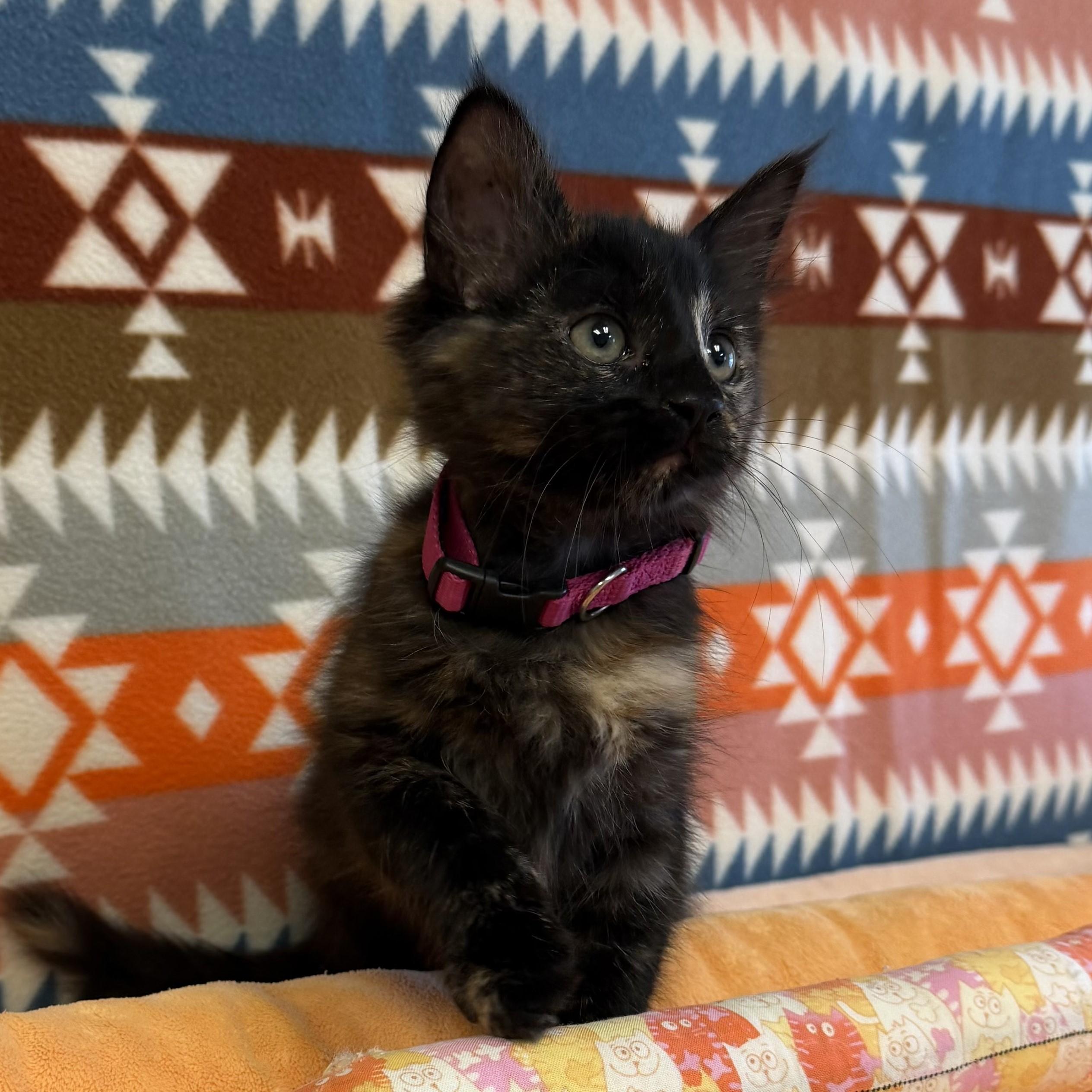 Enlarge Rahni, a Adopted mixed breed in ALPINE, TX image 5/6