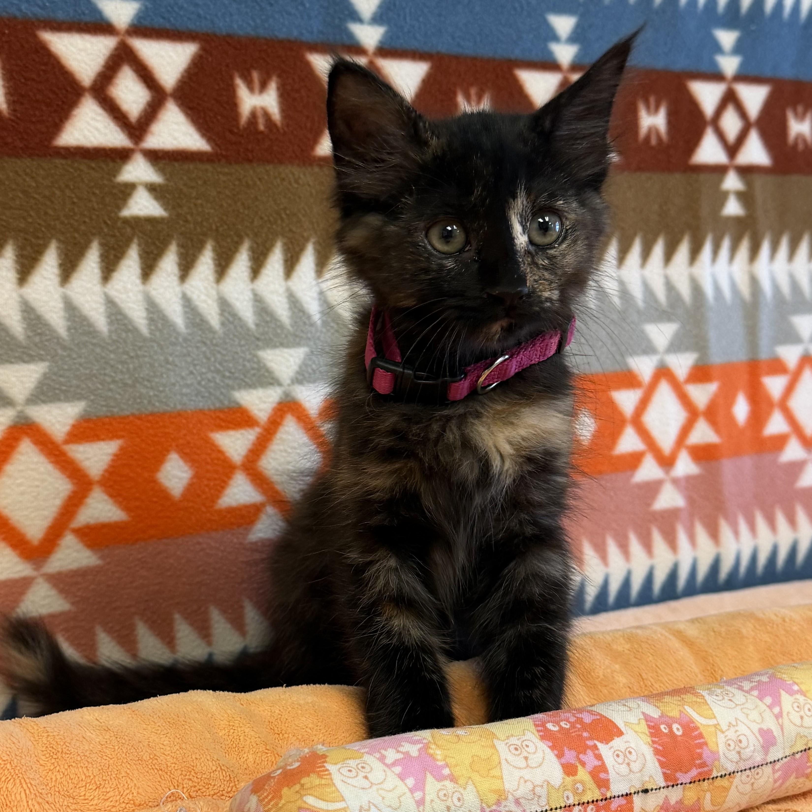 Enlarge Rahni, a Adopted mixed breed in ALPINE, TX image 3/6