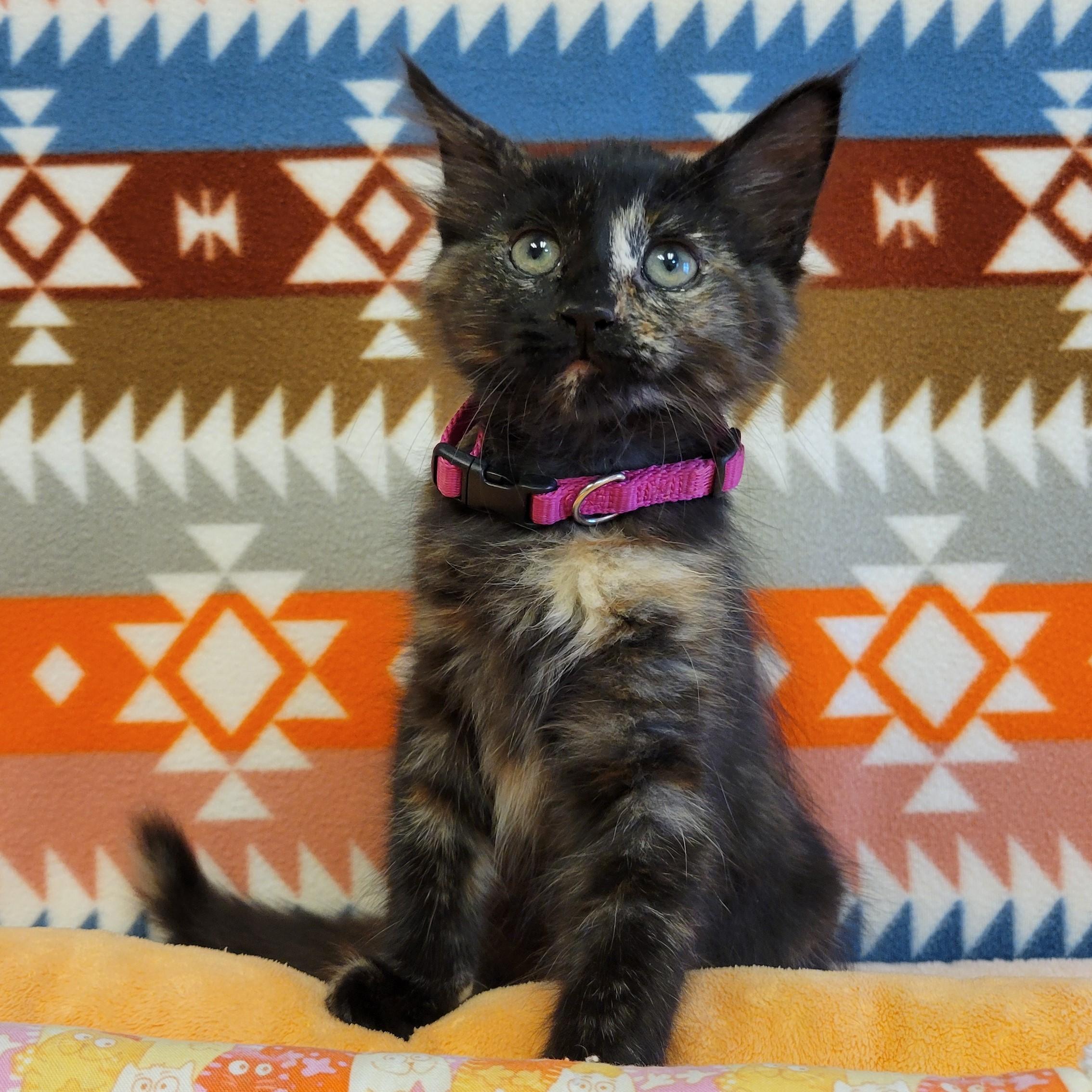 Enlarge Rahni, a Adopted mixed breed in ALPINE, TX image 6/6