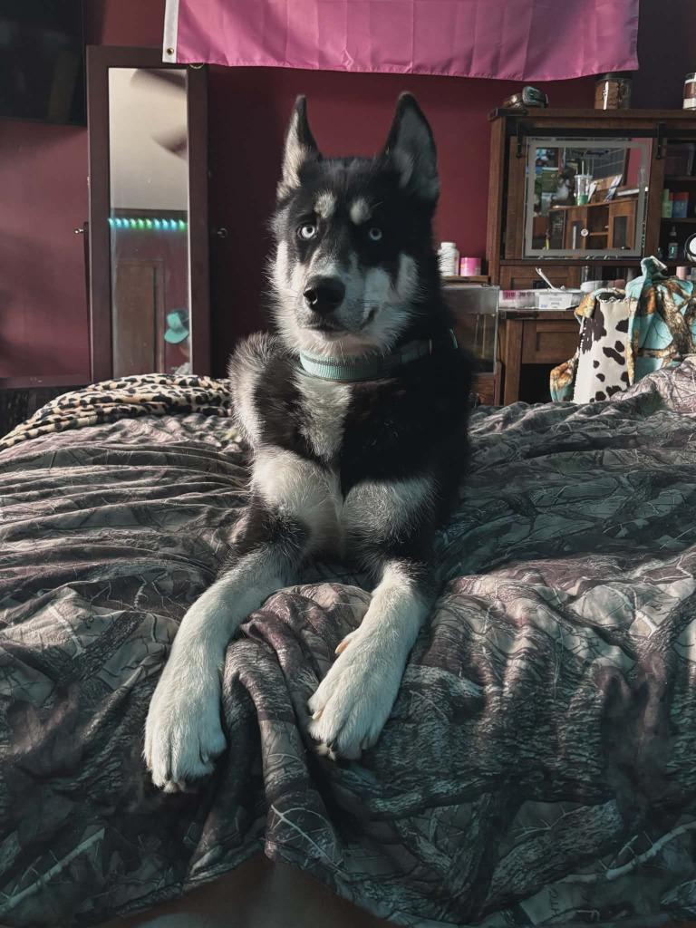 Hunter, Adoptable, Young Male German Shepherd Dog & Husky.