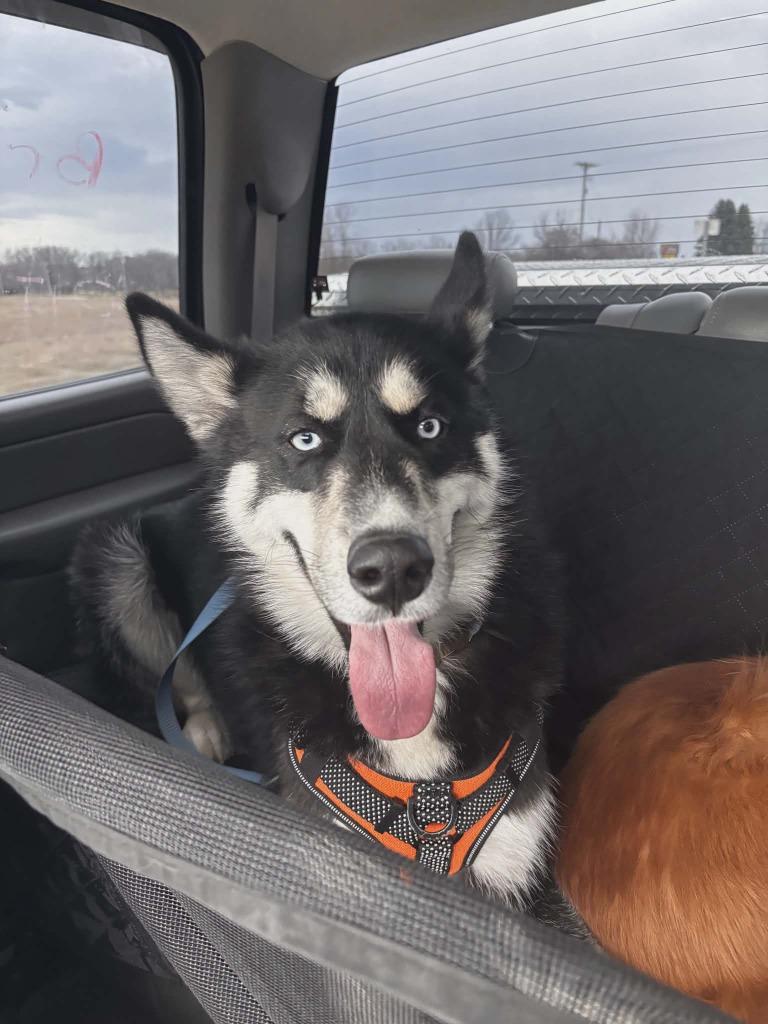 Enlarge Hunter, a Adoptable mixed breed in sun prairie, WI image 2/2