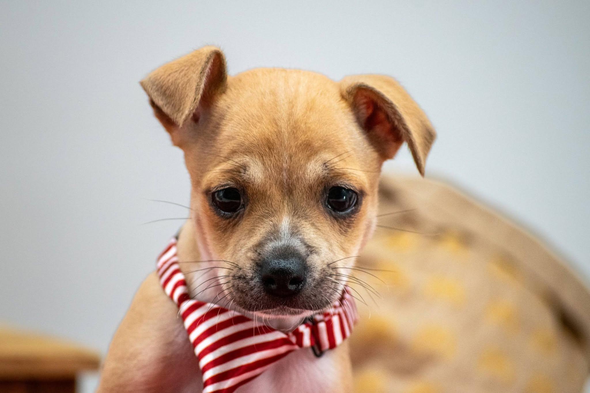 Chicken Nugget, an adopted mixed breed in Sevierville, TN image 2/4
