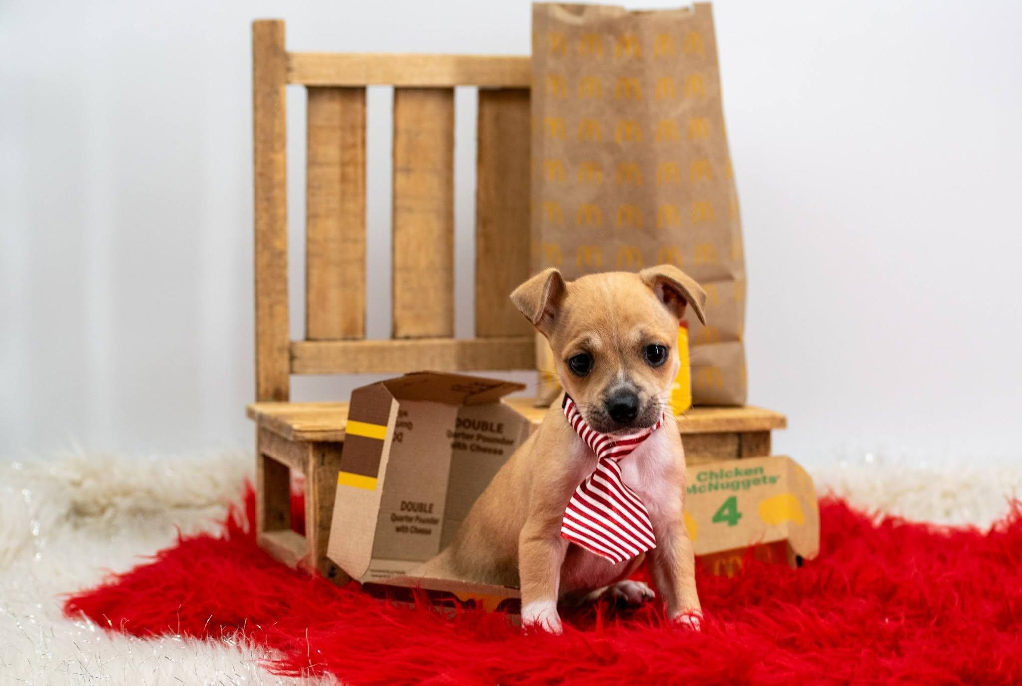 Chicken Nugget, an adopted mixed breed in Sevierville, TN image 3/4