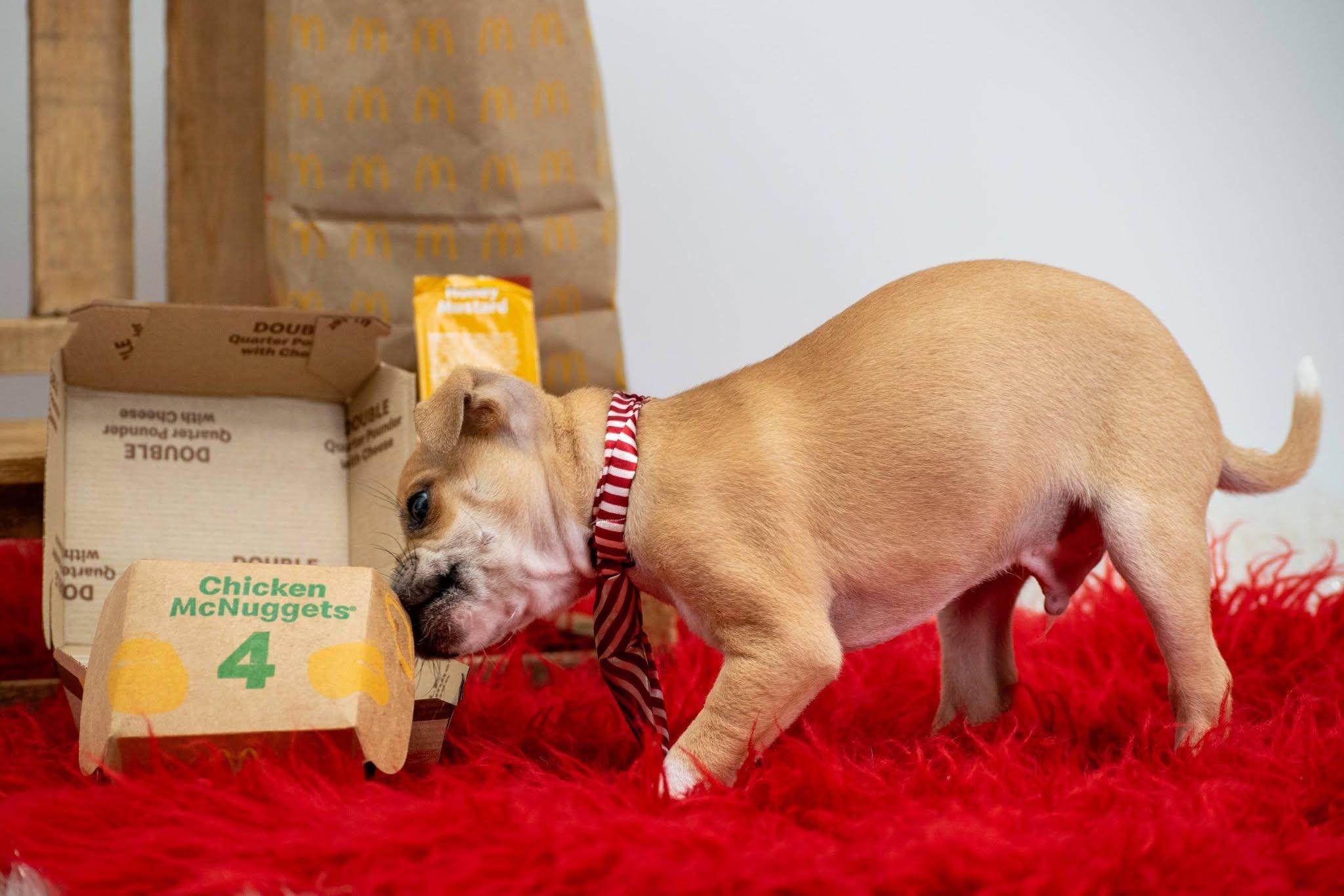 Chicken Nugget, an adopted mixed breed in Sevierville, TN image 4/4