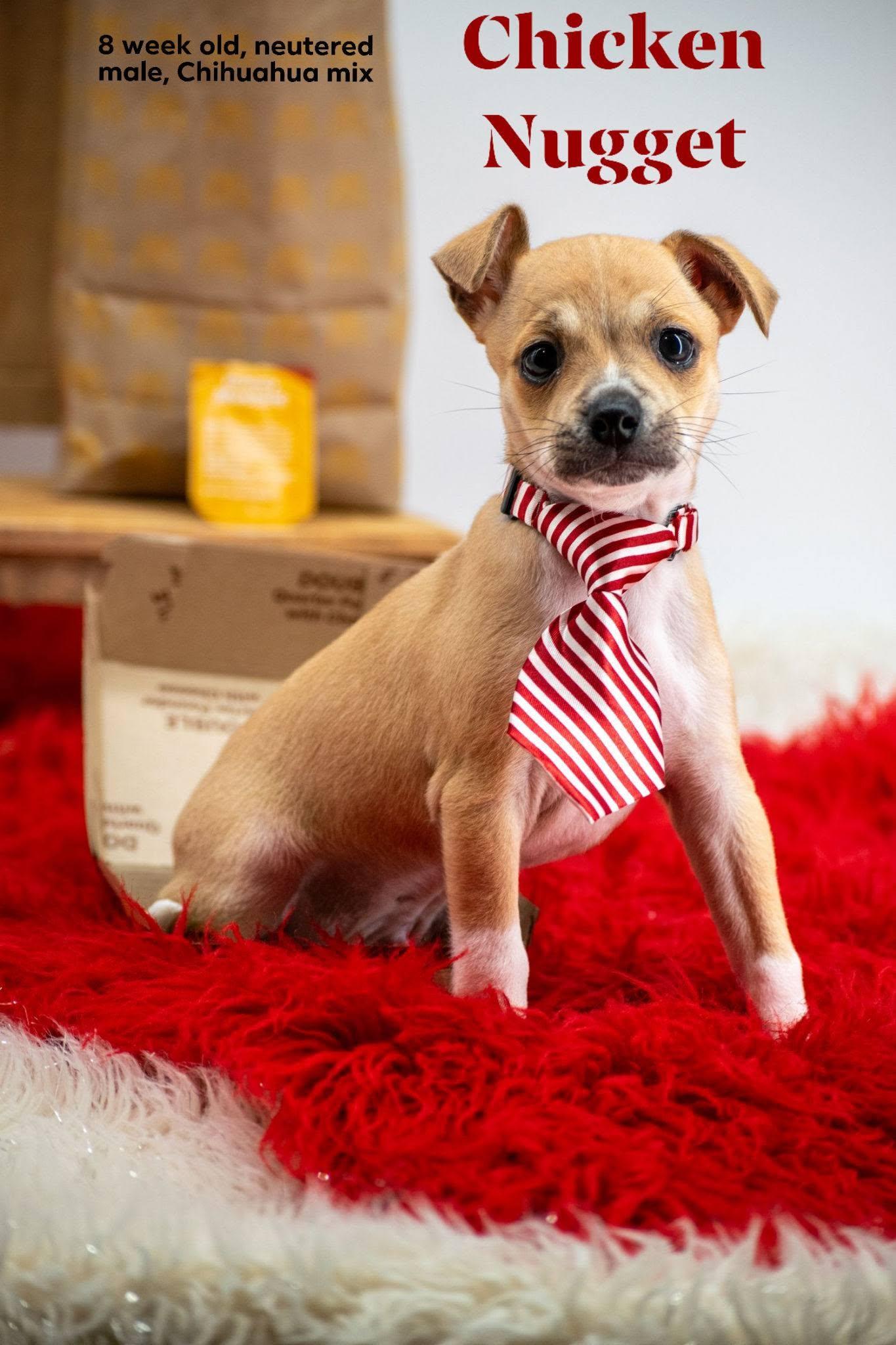Chicken Nugget, an adopted mixed breed in Sevierville, TN image 1/4