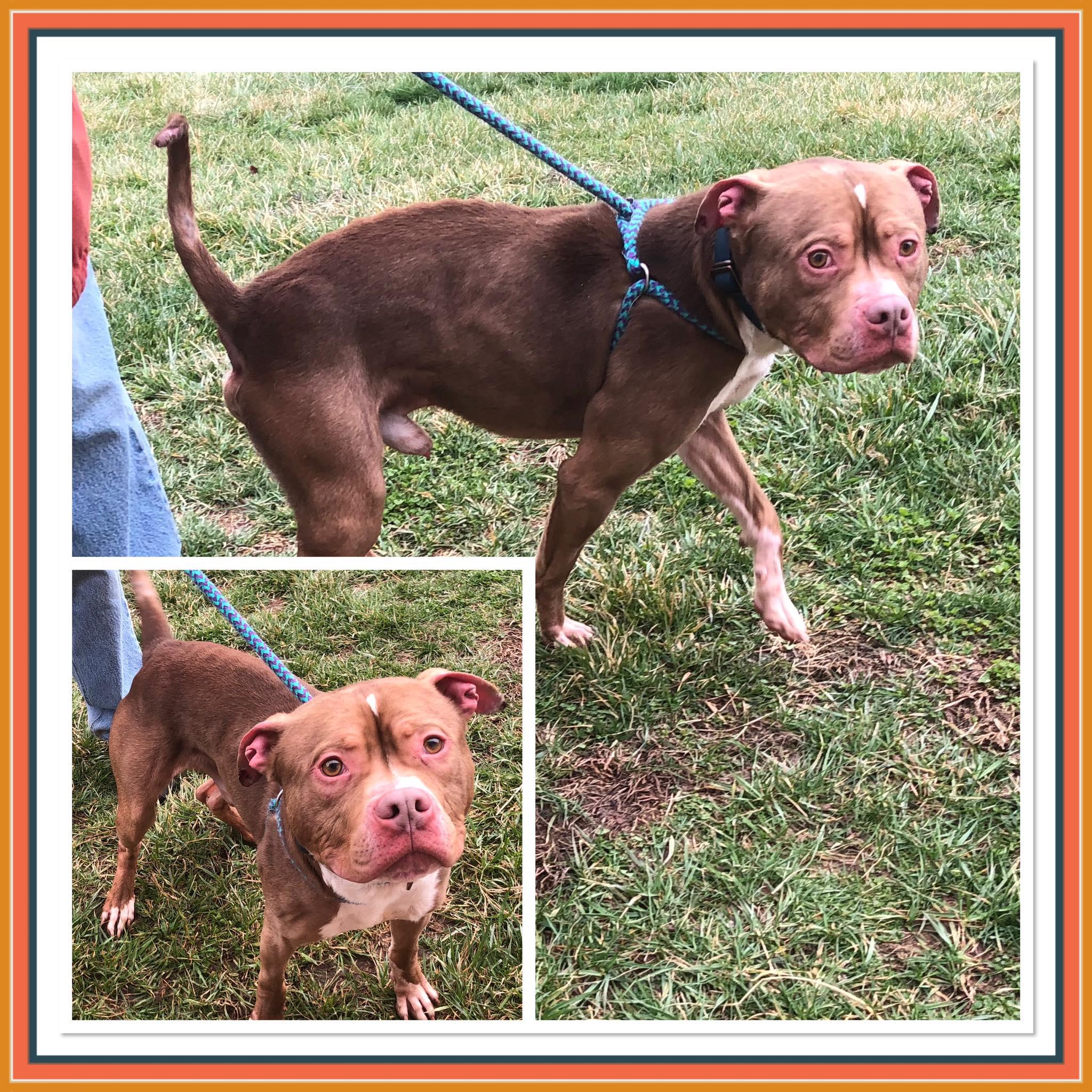 COPPER , ADOPTABLE, Adult Male Pit Bull Terrier.