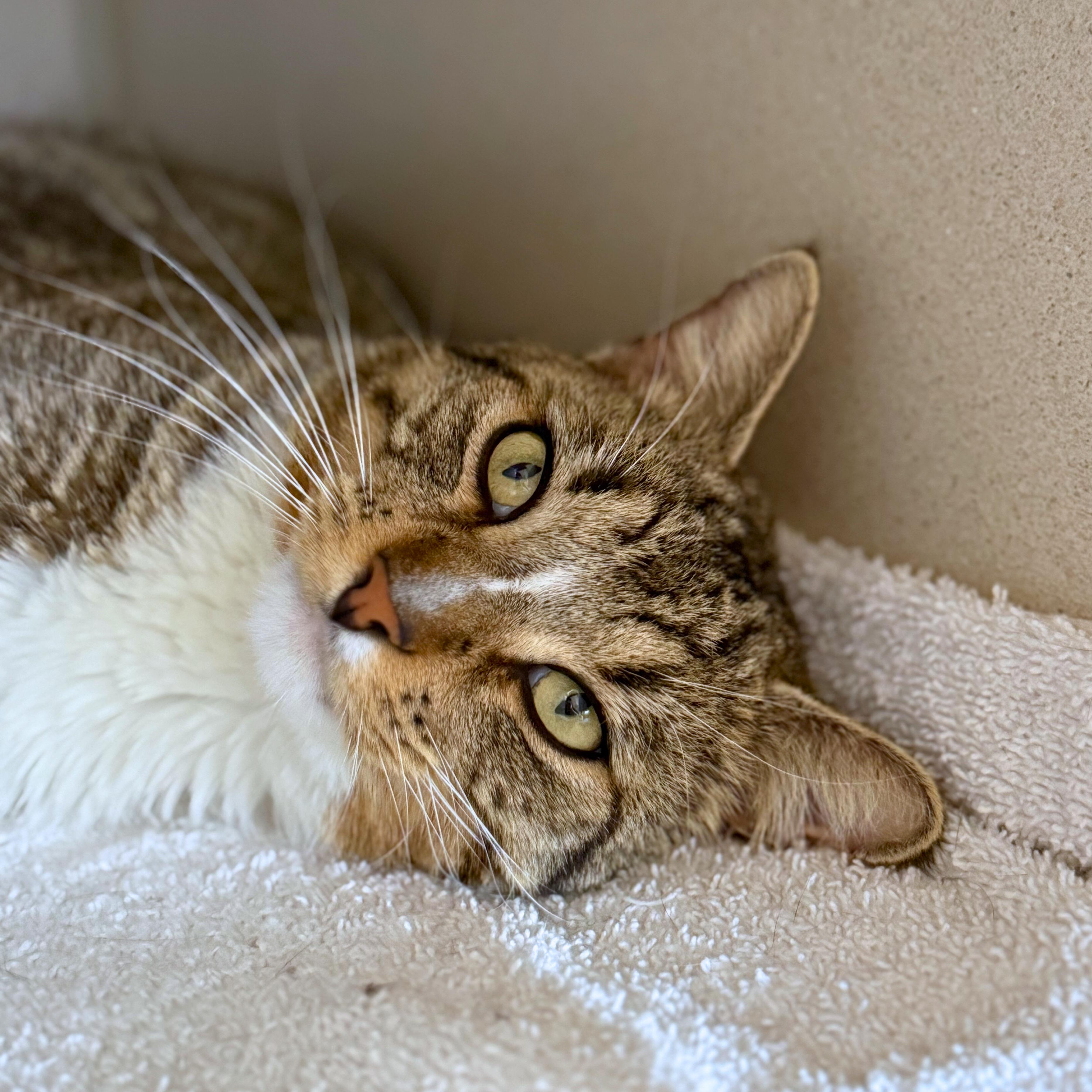 Enlarge Howard, a Adoptable Domestic Short Hair in Ridgway, CO image 3/6
