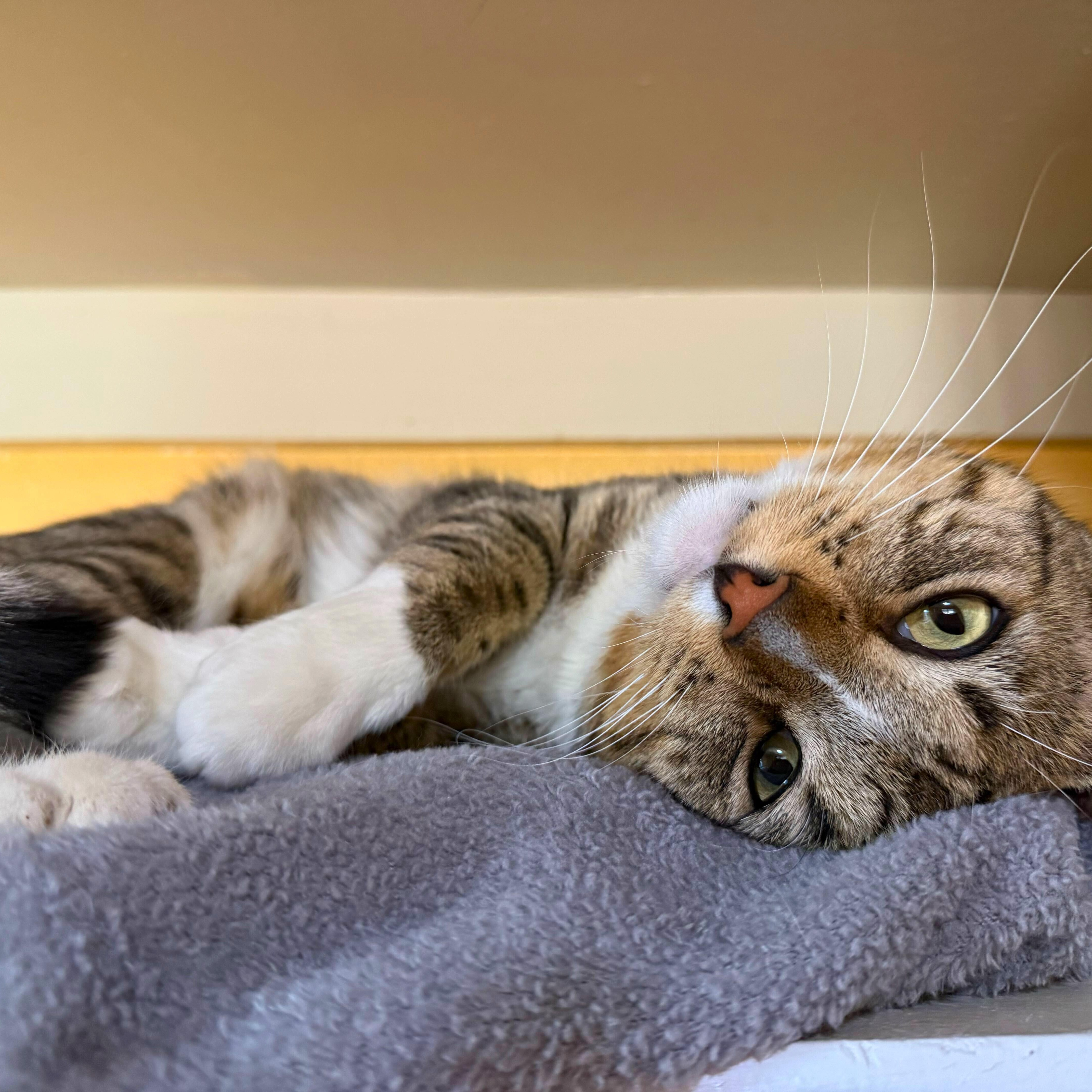 Enlarge Howard, a Adoptable Domestic Short Hair in Ridgway, CO image 5/6