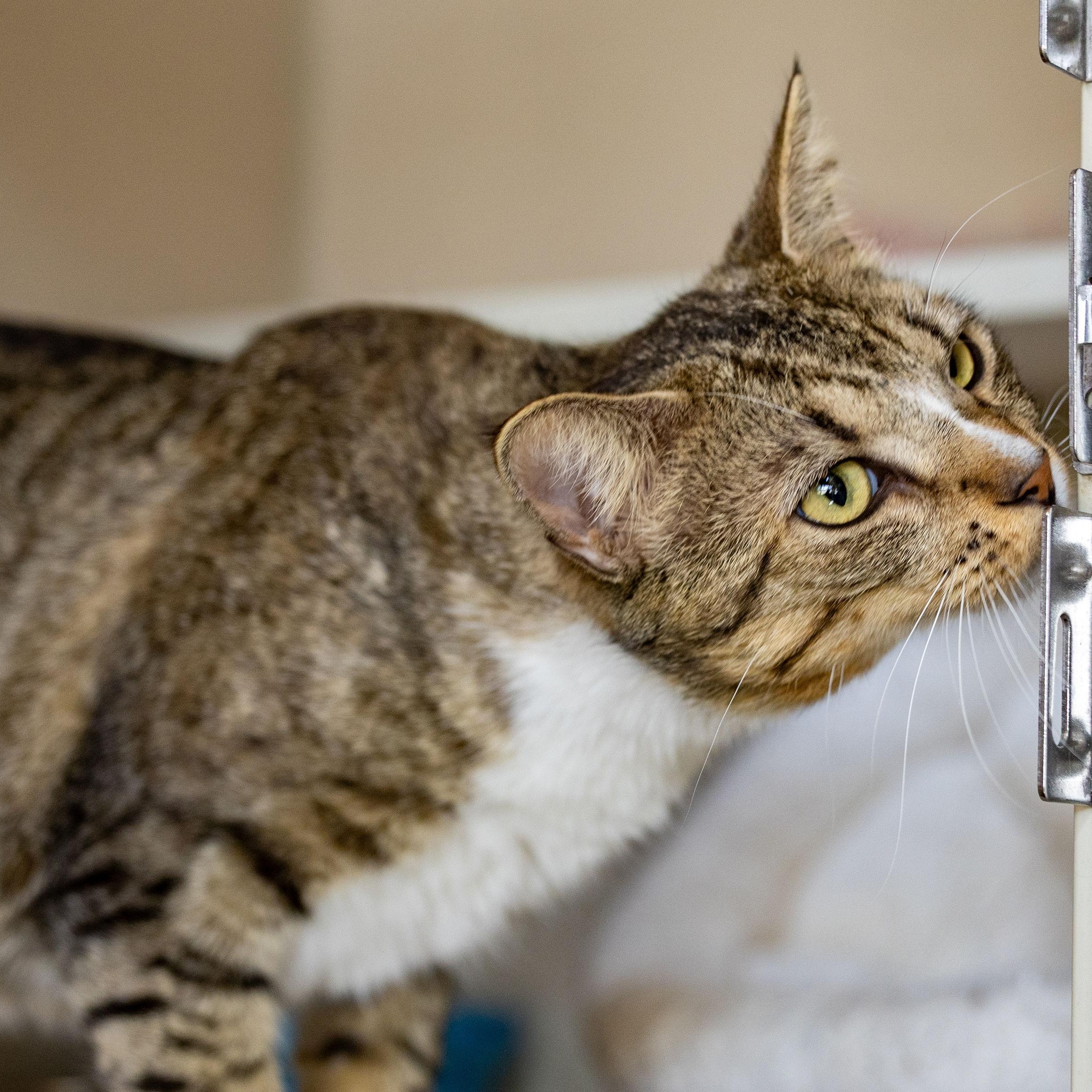 Howard, Adoptable, Young Male Domestic Short Hair.