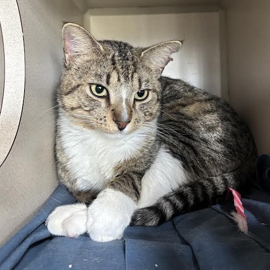 Howard, Adoptable, Young Male Domestic Short Hair.