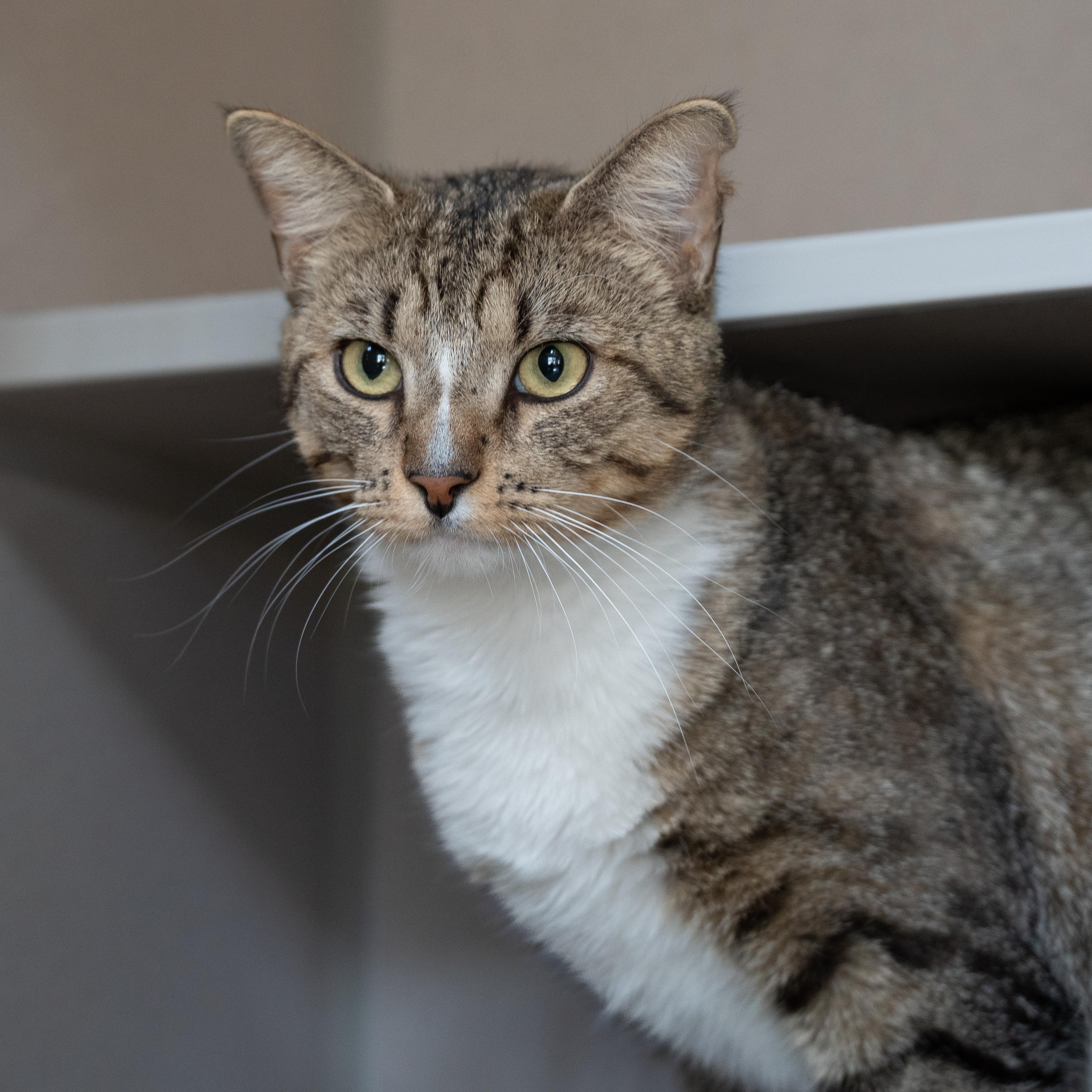 Enlarge Howard, a Adoptable Domestic Short Hair in Ridgway, CO image 1/6
