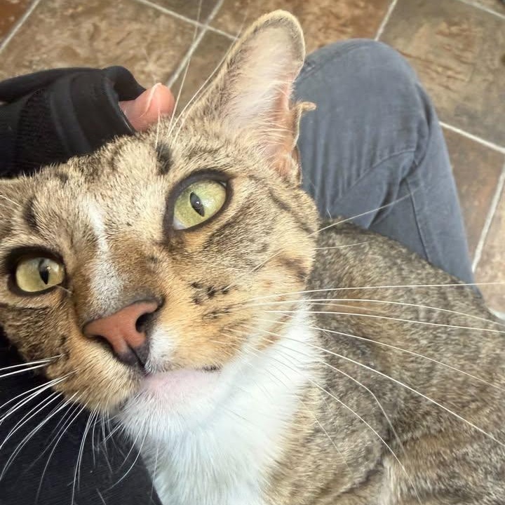 Enlarge Howard, a Adoptable Domestic Short Hair in Ridgway, CO image 3/6