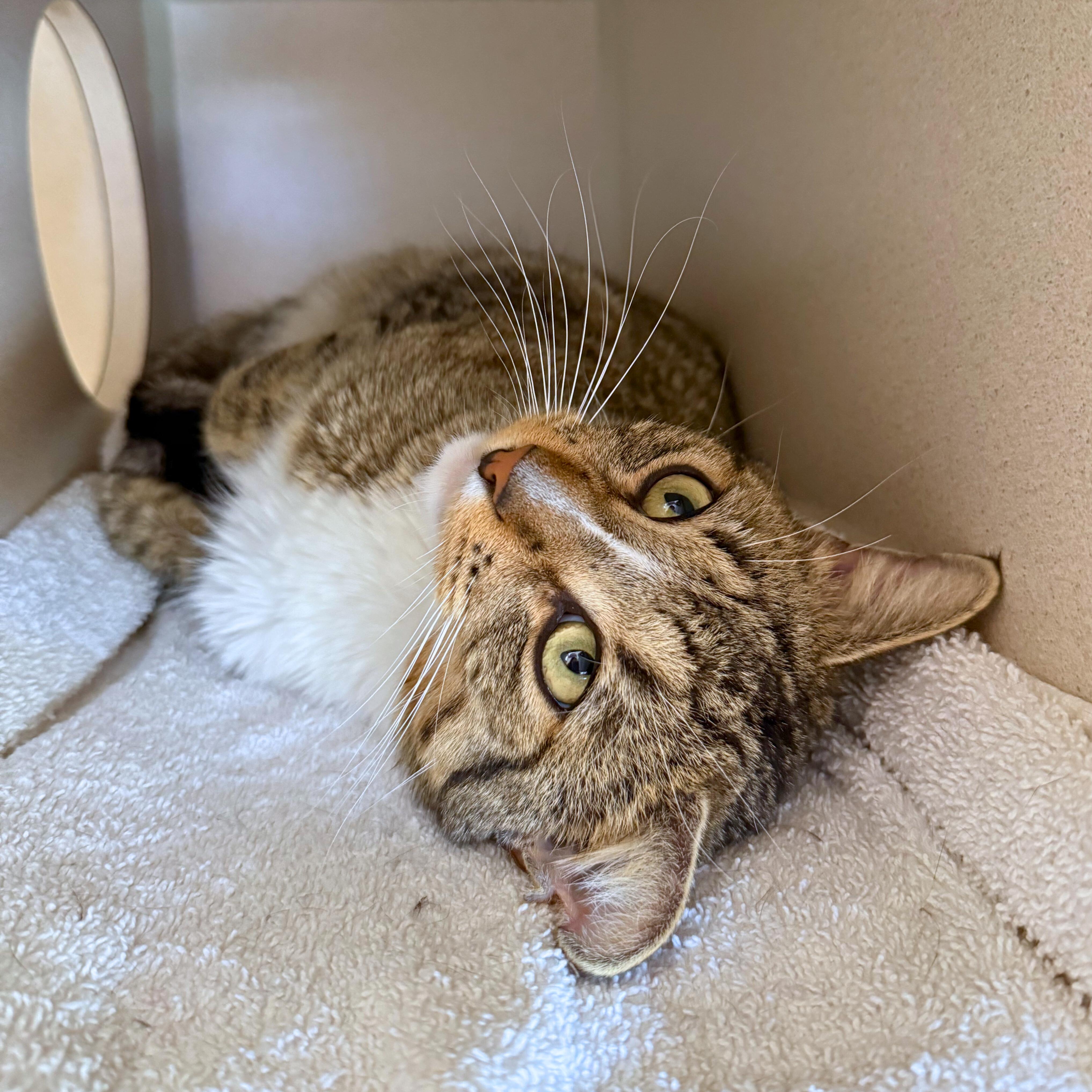 Enlarge Howard, a Adoptable Domestic Short Hair in Ridgway, CO image 6/6