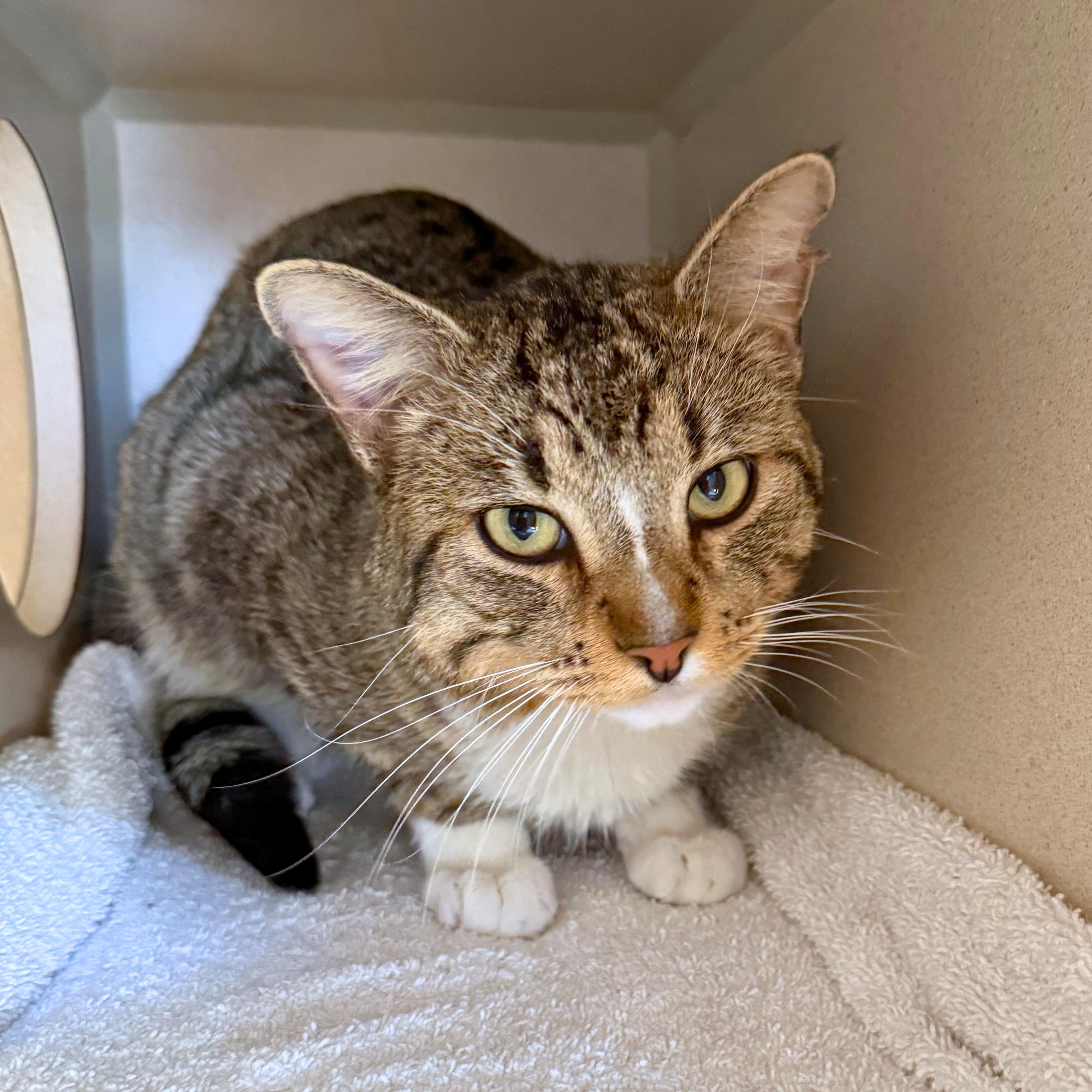 Enlarge Howard, a Adoptable Domestic Short Hair in Ridgway, CO image 4/6