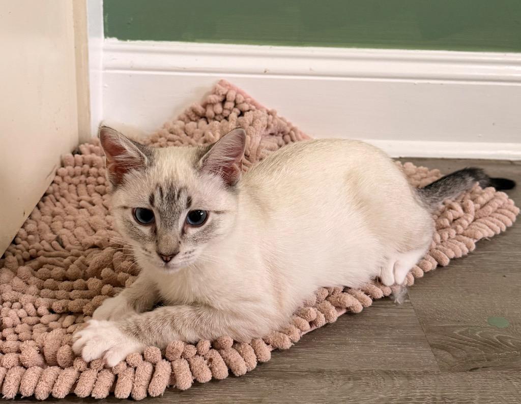 Enlarge Fruit Punch, a Adoptable mixed breed in Newnan, GA image 1/3