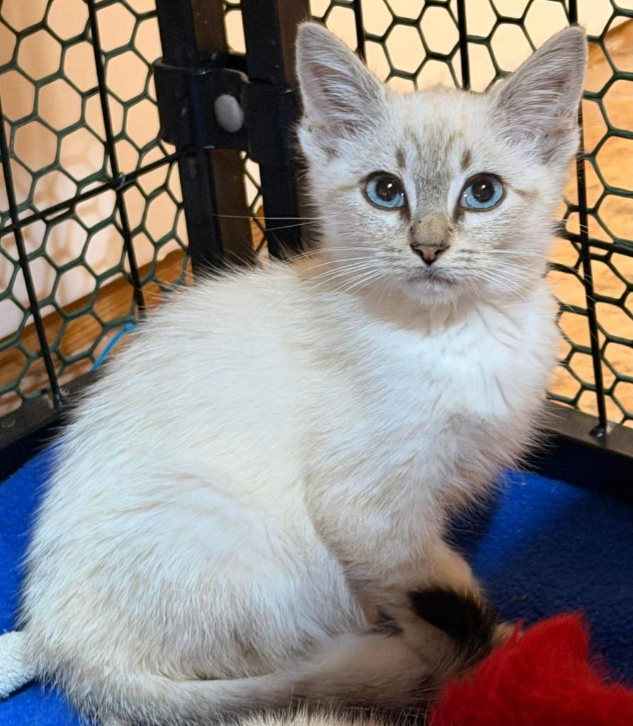 Enlarge Fruit Punch, a Adoptable mixed breed in Newnan, GA image 2/3