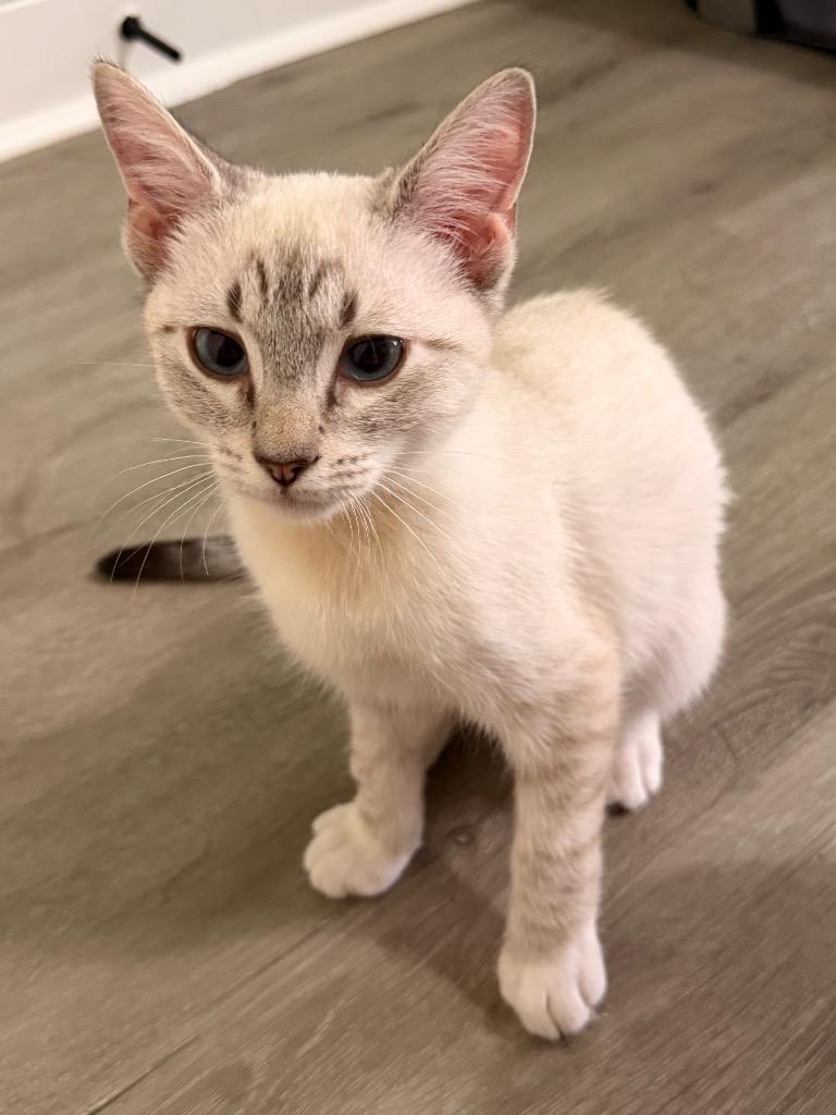 Enlarge Fruit Punch, a Adoptable mixed breed in Newnan, GA image 3/3