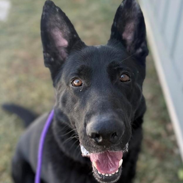 Ether (ID 50454), adoptable, Adult Male Shepherd.