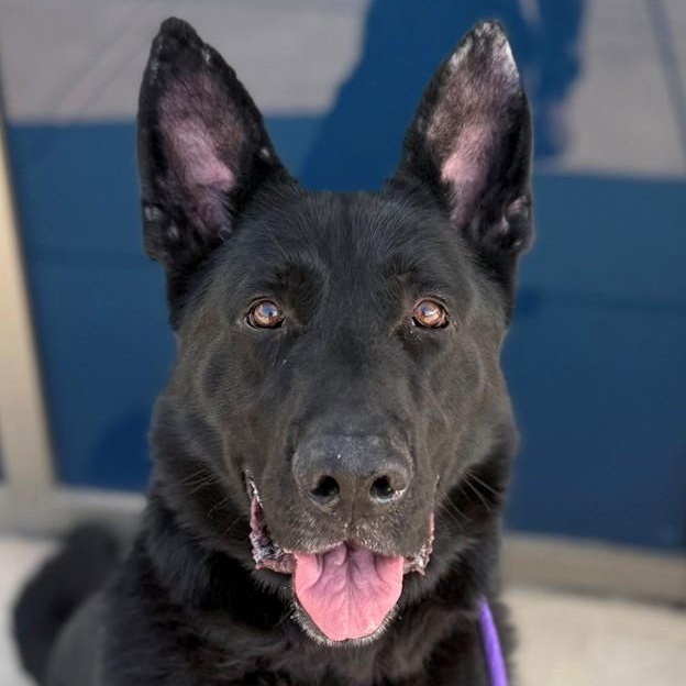 Enlarge Ether (ID 50454), an adopted Shepherd in Manassas, VA image 2/2