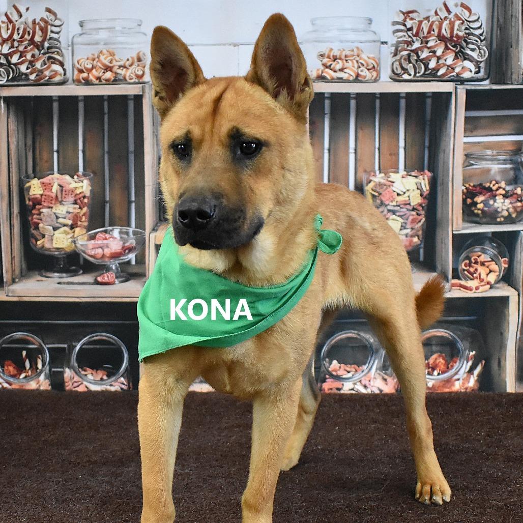 Enlarge Kona, a Adoptable mixed breed in Yuma, AZ image 1/5