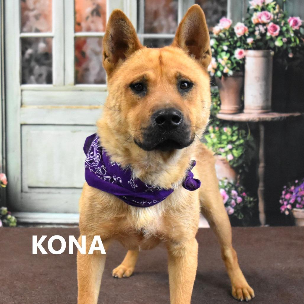 Enlarge Kona, a Adoptable mixed breed in Yuma, AZ image 2/5