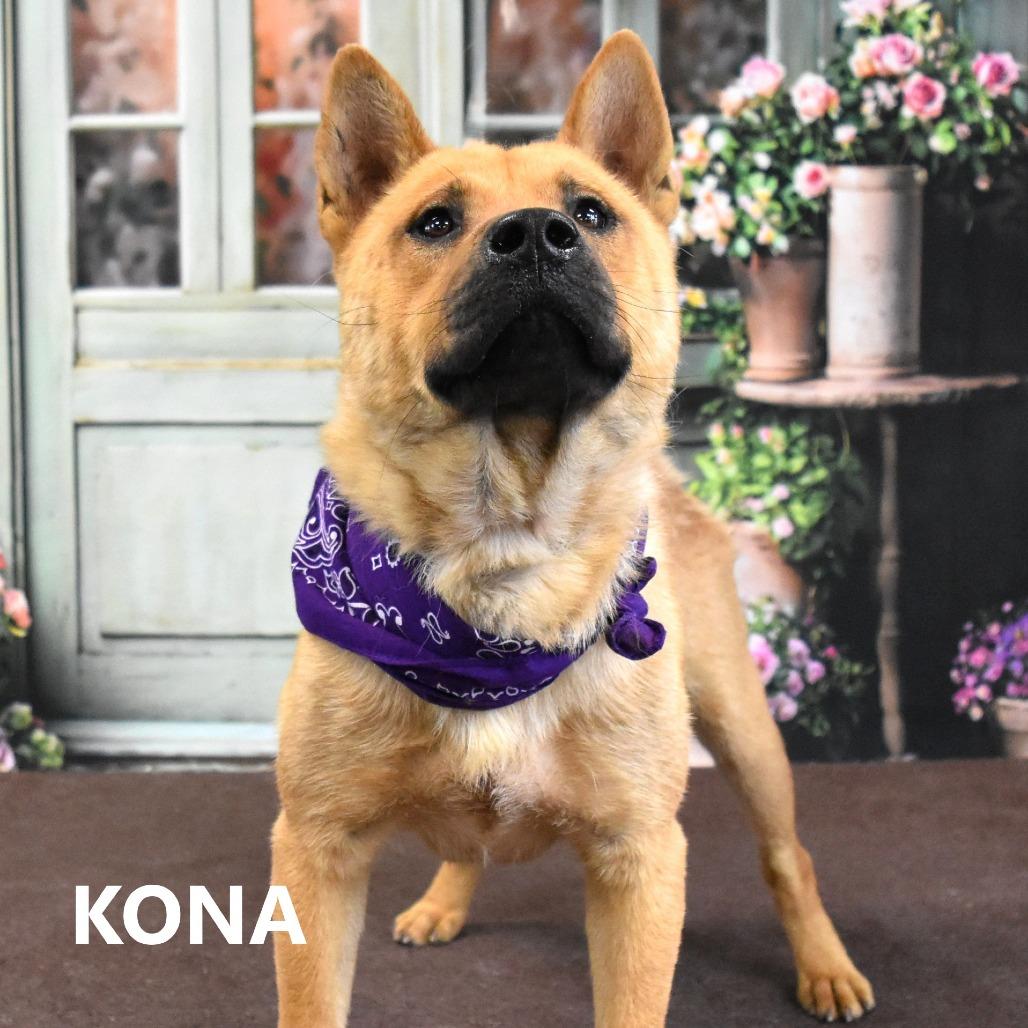 Enlarge Kona, a Adoptable mixed breed in Yuma, AZ image 3/5