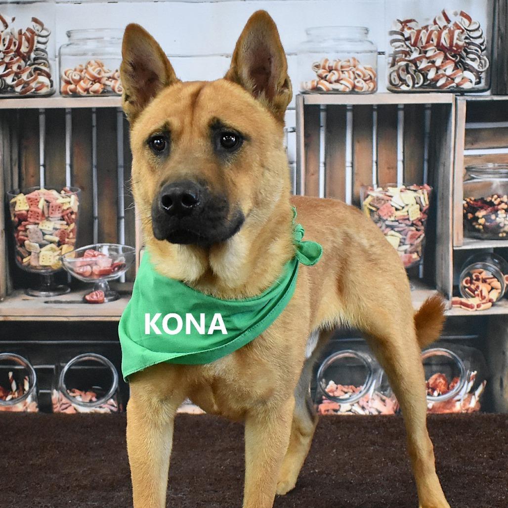 Enlarge Kona, a Adoptable mixed breed in Yuma, AZ image 4/5