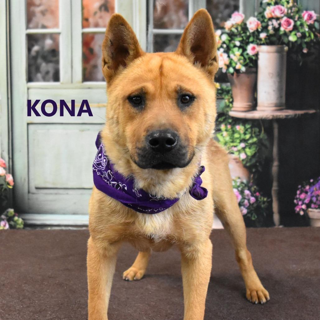 Enlarge Kona, a Adoptable mixed breed in Yuma, AZ image 5/5