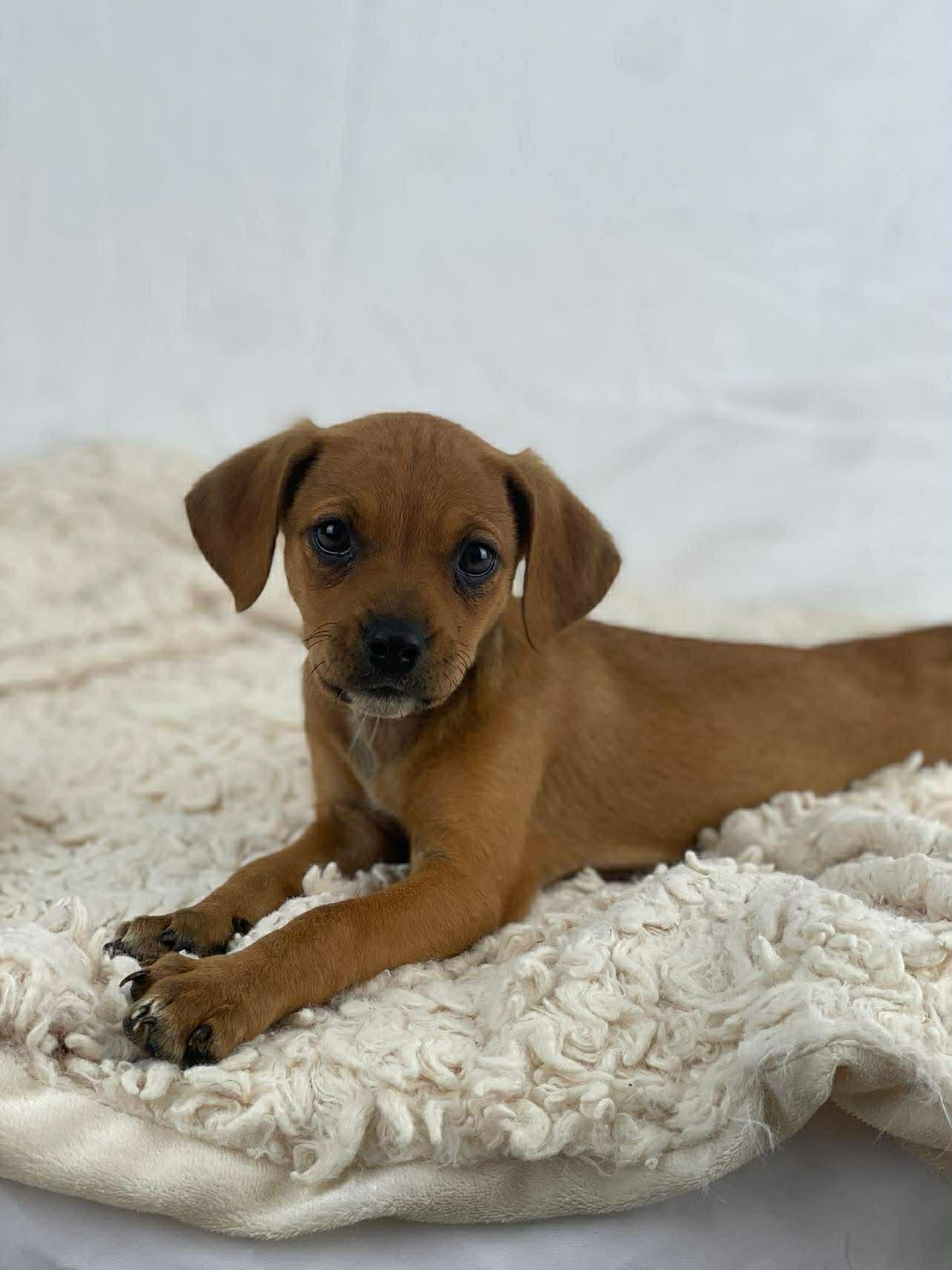 Petals the puppy, a Adoptable mixed breed in Muskego, WI image 2/3