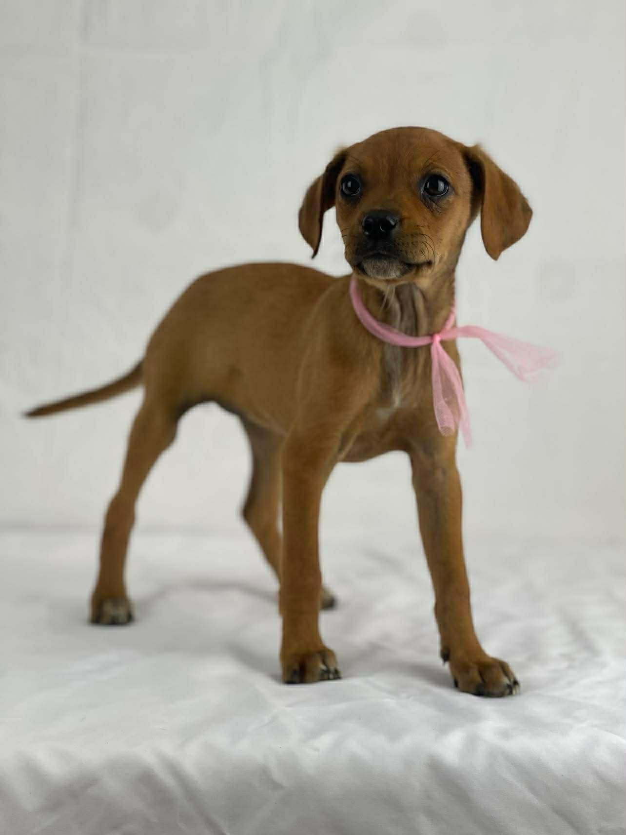 Petals the puppy, a Adoptable mixed breed in Muskego, WI image 3/3