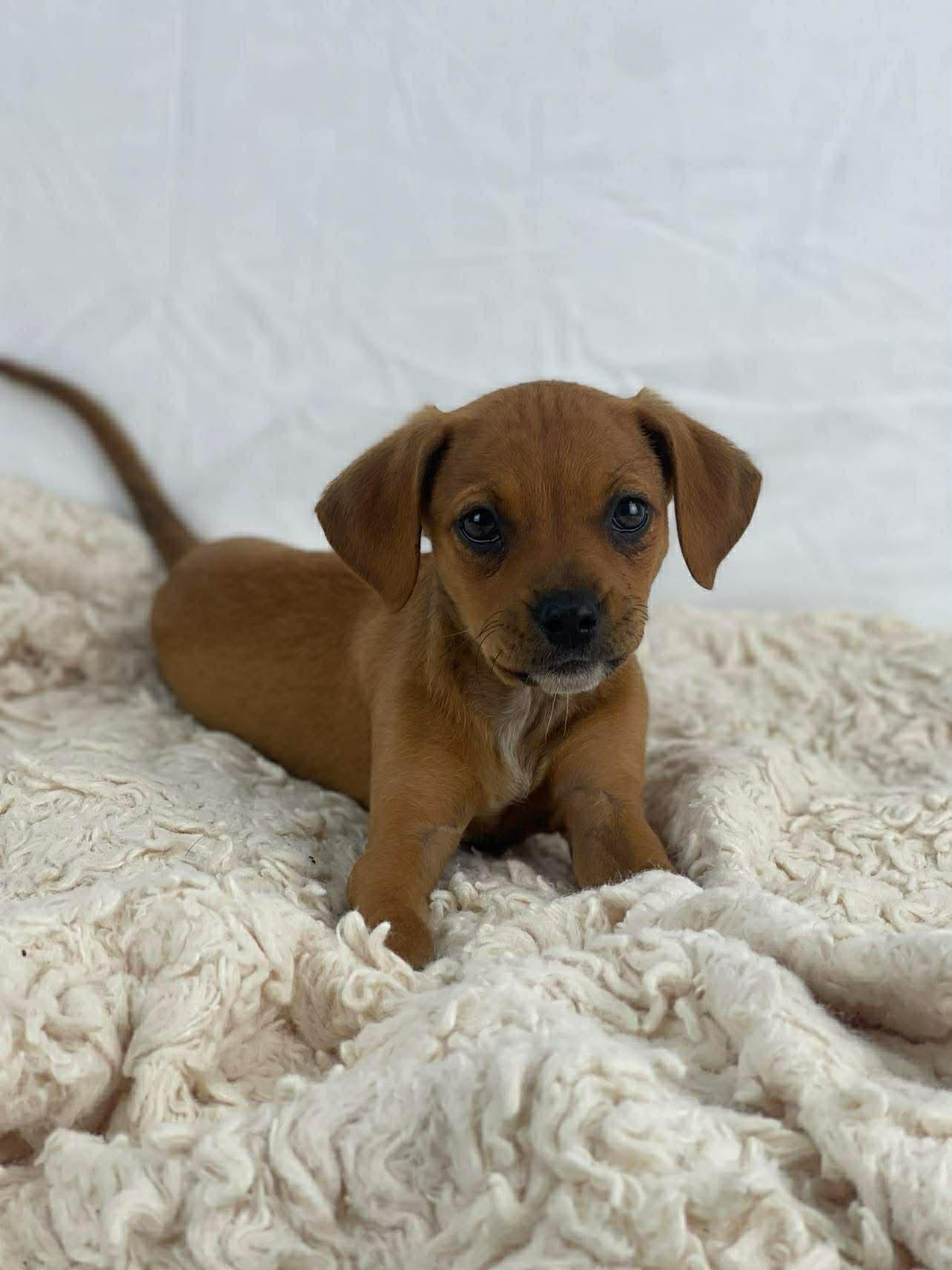 Petals the puppy, a Adoptable mixed breed in Muskego, WI image 1/3