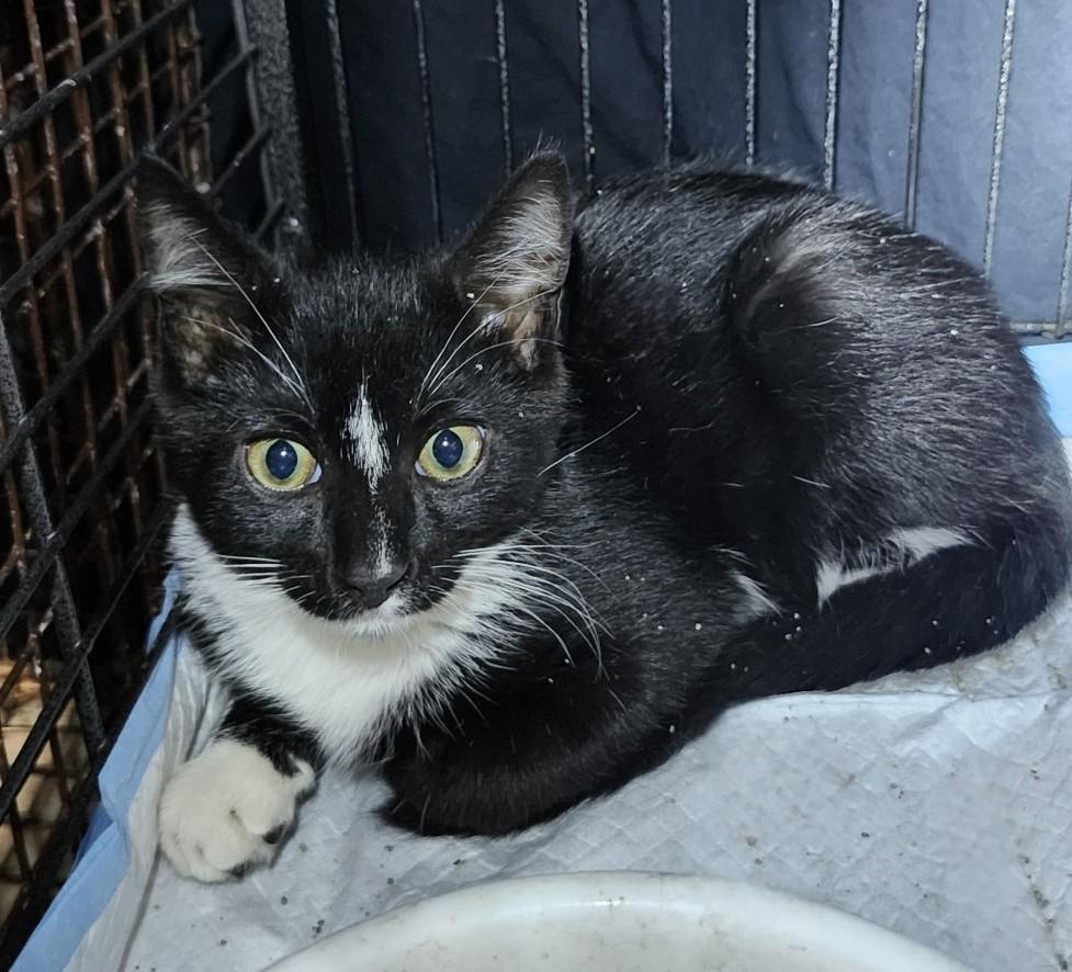 Enlarge Ginger Ale, a ADOPTABLE Domestic Short Hair in Sayreville, NJ image 3/3