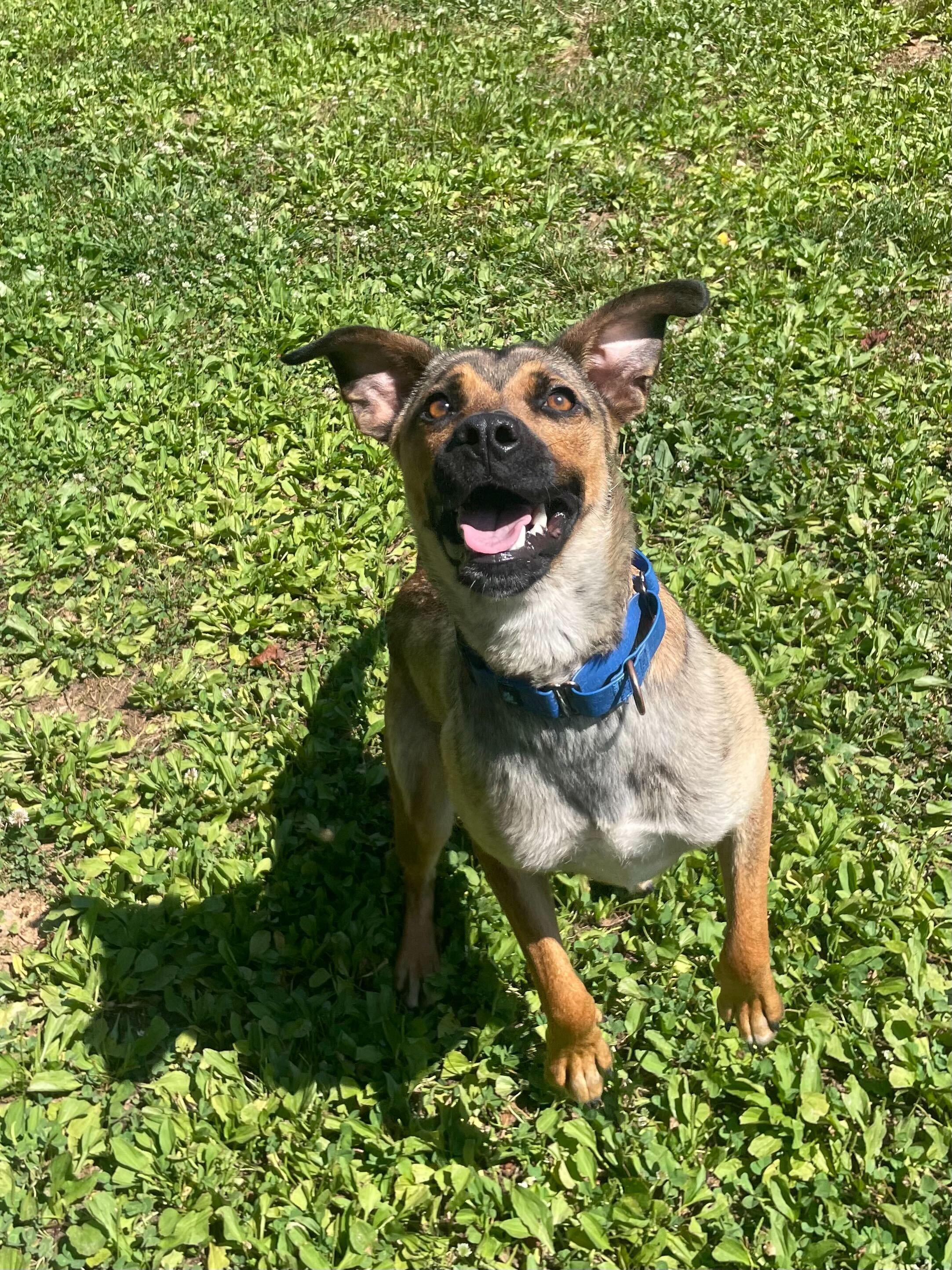 Gator, a ADOPTABLE mixed breed in Maidens, VA image 4/6
