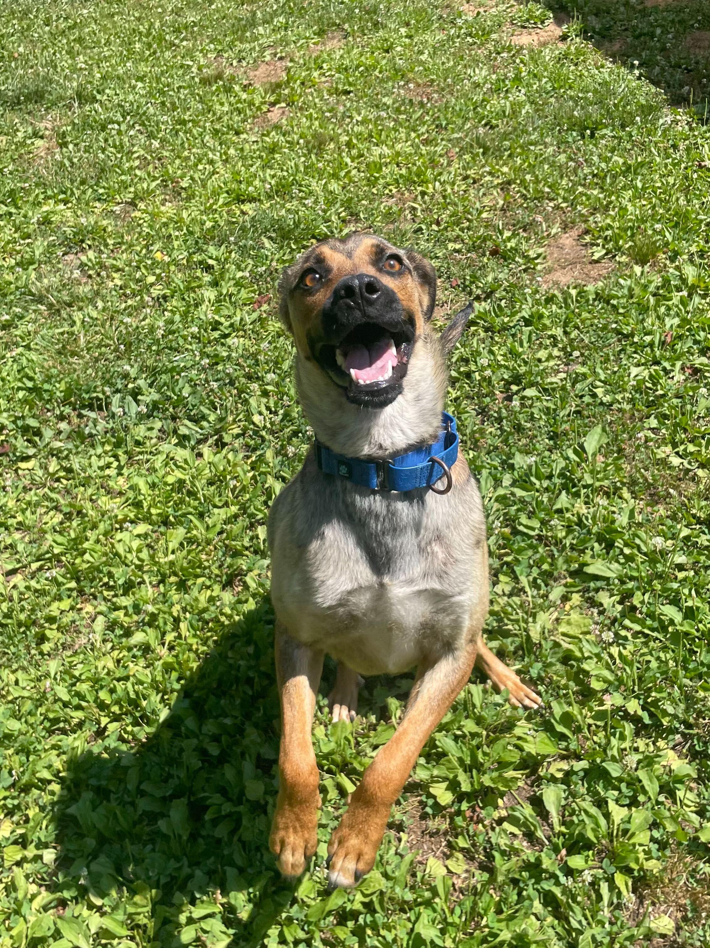 Gator, a ADOPTABLE mixed breed in Maidens, VA image 5/6